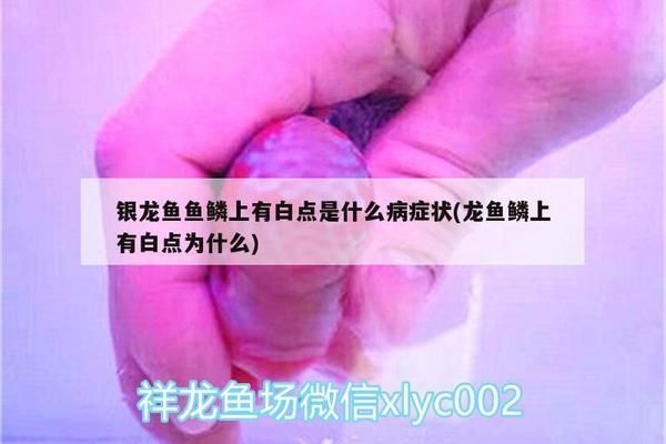 龍魚鱗下有白色蟲vs祥龍魚場(chǎng)：龍魚鱗下有白色蟲vs祥龍魚場(chǎng)的常見原因是什么