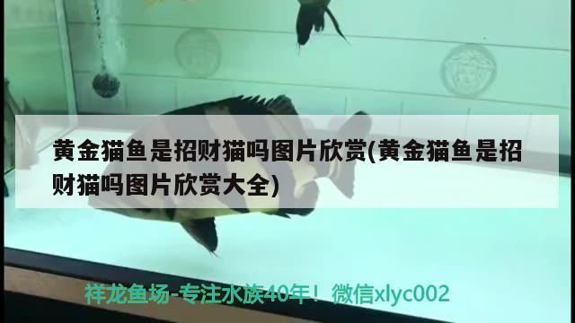 如何觀察銀龍魚與黃金貓魚互動(dòng)：如何觀察銀龍魚與黃金貓魚的互動(dòng) 龍魚百科 第4張