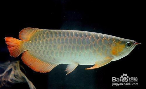 龍魚(yú)怎么看公母？：如何通過(guò)行為區(qū)分龍魚(yú)公母？ 龍魚(yú)百科 第4張