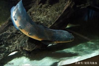 龍魚(yú)怎么清蒸：清蒸龍魚(yú)的做法 龍魚(yú)百科 第4張