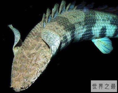 恐龍王魚植物性食物添加量：恐龍王魚植物性食物添加量探索恐龍王魚營養(yǎng)需求與喂食技巧 龍魚百科 第3張