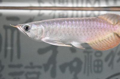 龍魚的魚鱗掉了一片還會(huì)自己長出來嗎：龍魚的鱗片掉落后是否能自我修復(fù)，如何預(yù)防龍魚掉鱗 龍魚百科 第1張