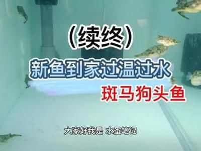 龍魚掉眼怎么治療?：龍魚掉眼怎么辦 水族問答 第1張