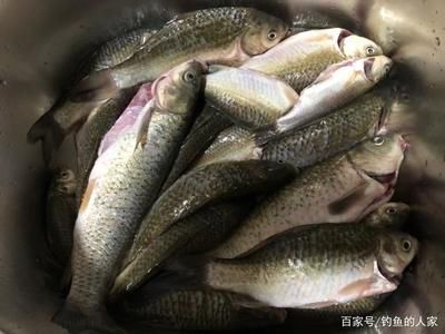 紅魔王銀版魚(yú)專用飼料品牌：揭秘紅魔王銀版魚(yú)專用飼料的奧秘 龍魚(yú)百科 第3張