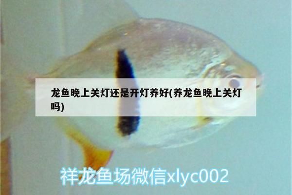 養(yǎng)龍魚晚上關燈嗎：養(yǎng)龍魚晚上是否需要關燈 龍魚百科 第5張