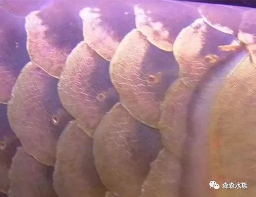 龍魚鱗片邊緣翹起缺損vs祥龍魚場(chǎng)：龍魚鱗片邊緣翹起缺損與祥龍魚場(chǎng)的關(guān)系 vs祥龍魚場(chǎng) 第2張