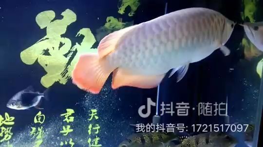 龍魚尾巴長白點(diǎn)怎么處理干凈vs祥龍魚場：如何處理龍魚尾巴長白點(diǎn)問題 vs祥龍魚場 第5張