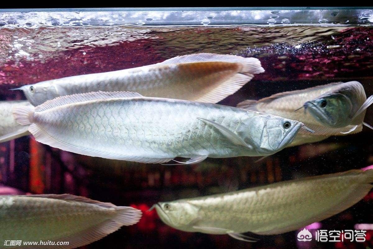 龍魚受驚嚇后開燈還是關(guān)燈養(yǎng)：龍魚受到驚嚇后，應(yīng)該如何處理 龍魚百科 第5張