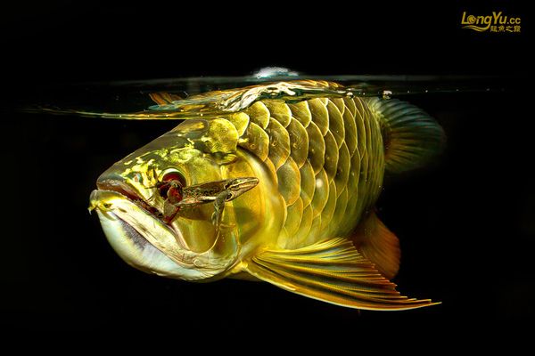 龍魚(yú)有芯片和沒(méi)有芯片區(qū)別：如何辨別龍魚(yú)芯片真?zhèn)螣o(wú)芯片龍魚(yú)的市場(chǎng)現(xiàn)狀