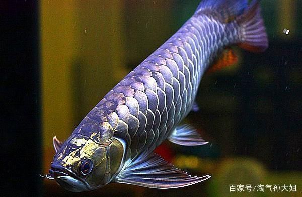 龍魚過背和高背哪個好釣：過背龍魚與高背龍魚混養(yǎng)注意事項(xiàng)，龍魚品種鑒賞指南 龍魚百科 第3張