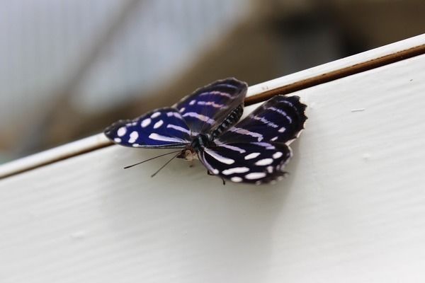 龍魚虎魚吃什么長得快：龍魚和虎魚的快速成長得益于其對高營養(yǎng)食物的偏好 龍魚百科 第4張