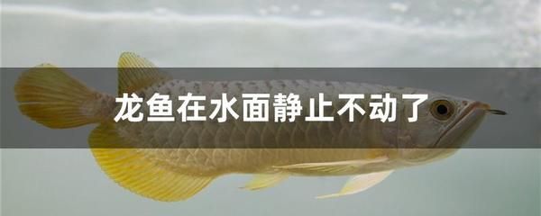 龍魚靜止在水面不動：龍魚靜止在水面不動可能由多種因素引起的處理方法 龍魚百科 第4張