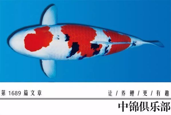 龍魚都有哪些品牌：龍魚養(yǎng)殖市場(chǎng)競(jìng)爭(zhēng) 水族問答 第2張