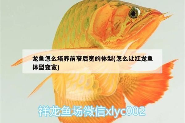 龍魚怎么培養(yǎng)前窄后寬的體型：培養(yǎng)龍魚前窄后寬的體型需要注意的幾個(gè)方面 龍魚百科 第1張