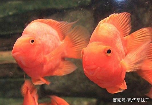 龍魚攻擊性強(qiáng)嗎：如何減少龍魚的攻擊性行為？ 龍魚百科 第3張