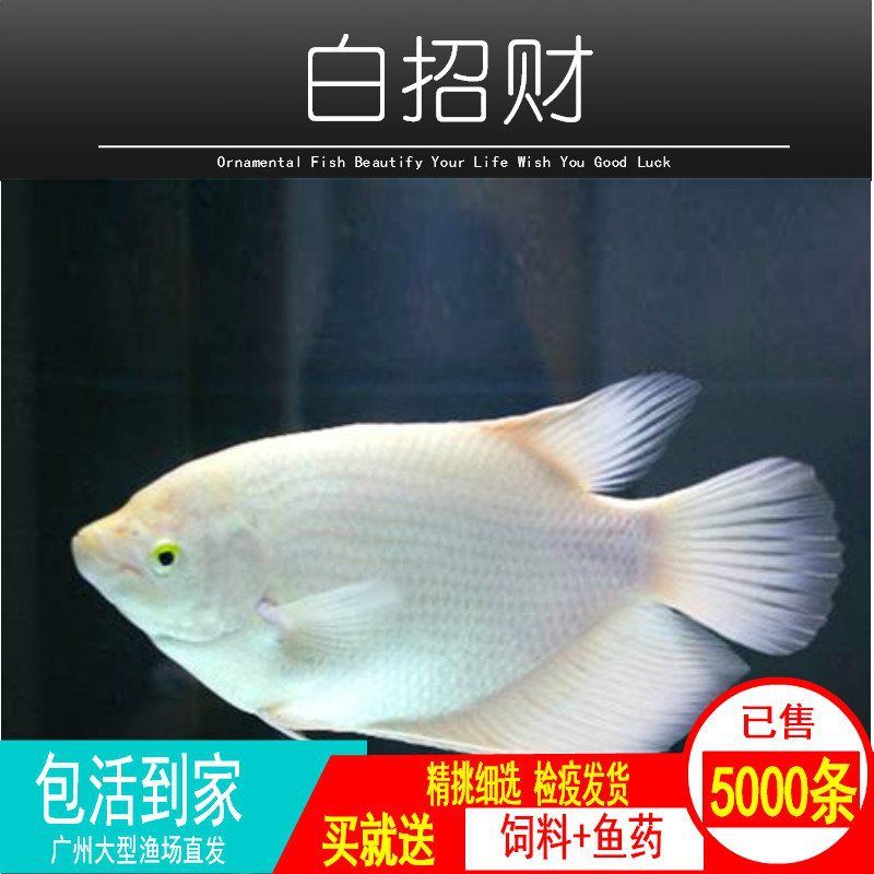 龍魚(yú)眼有白膜是怎么回事：龍魚(yú)白膜的日常護(hù)理 龍魚(yú)百科 第5張