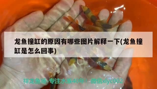 龍魚老撞缸是什么原因vs祥龍魚場(chǎng)：祥龍魚場(chǎng)龍魚撞缸的解決方法 vs祥龍魚場(chǎng) 第1張