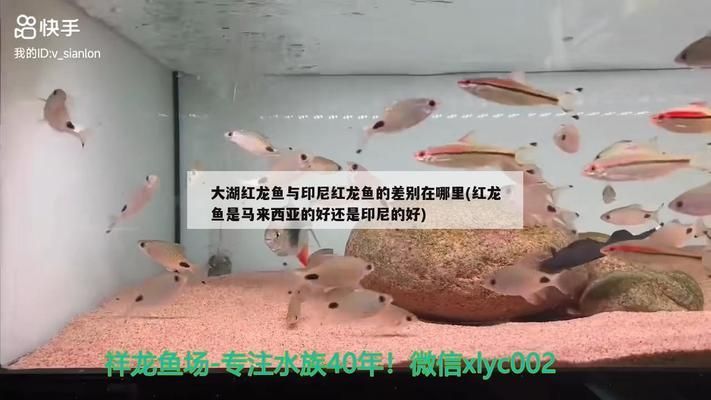 印尼大湖紅龍魚購買渠道對比：印尼大湖紅龍魚實體店選購技巧水族展會紅龍魚健康狀態(tài)鑒別方法 龍魚百科 第3張