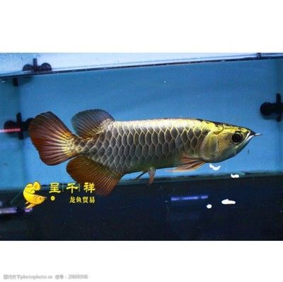 龍魚爛鰭爛尾原因有哪些呢vs祥龍魚場(chǎng)：如何預(yù)防龍魚爛鰭爛尾 vs祥龍魚場(chǎng) 第3張