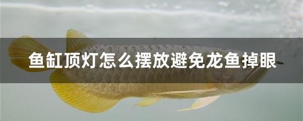 龍魚總把頭伸出水面：龍魚總是把頭伸出水面的一些可能原因 龍魚百科 第4張