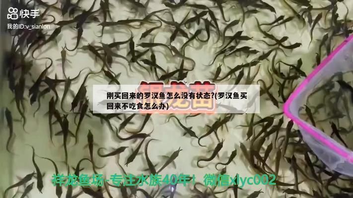 龍魚檢疫完不吃食怎么回事vs祥龍魚場：如何判斷龍魚健康狀況 vs祥龍魚場 第5張