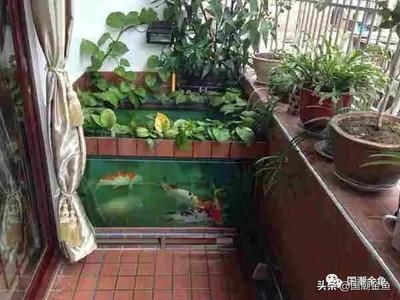 龍魚肚子鼓鼓的怎么辦：如何處理龍魚肚子鼓鼓的問題 水族問答 第2張