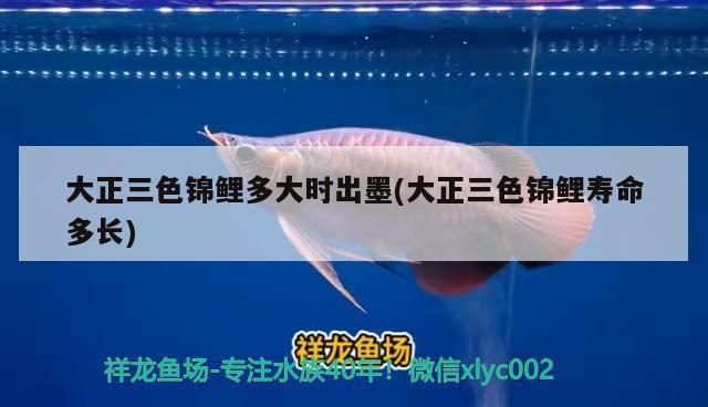 龍魚肚子鼓起來了怎么辦：龍魚肚子鼓起來怎么辦？ 水族問答 第1張