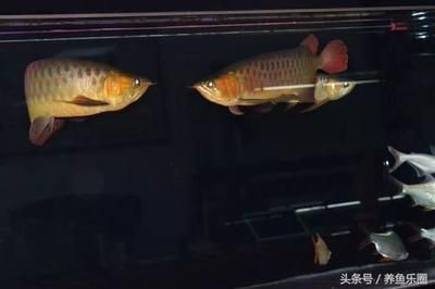 龍魚的朋友圈：如何在朋友圈分享龍魚養(yǎng)護技巧分享龍魚養(yǎng)護技巧分享