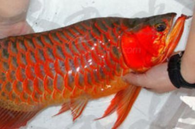 印尼小紅龍魚市場消費(fèi)趨勢：印尼小紅龍魚市場消費(fèi)趨勢分析