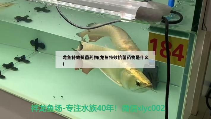 龍魚特效抗菌藥有哪些：龍魚特效抗菌藥使用注意事項(xiàng)