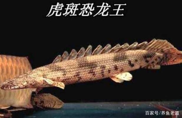 龍魚紀(jì)錄片：亞馬遜龍魚生態(tài)保護(hù)區(qū)，淡水魚類紀(jì)錄片推薦 龍魚百科 第4張