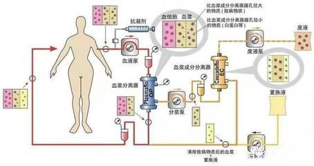 龍魚多大成年可以繁殖：如何判斷龍魚是否已完全成熟，可以進(jìn)行繁殖？ 水族問答 第2張