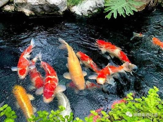 龍魚多大魚缸能養(yǎng)：新手飼養(yǎng)龍魚需要多大的魚缸養(yǎng)龍魚比較合適 水族問(wèn)答 第1張