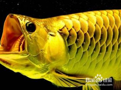 龍魚掉眼可以強行按進去嗎：龍魚掉眼是否可以強行按進去 龍魚百科 第2張