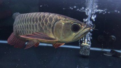 龍魚多久可以不吃東西：龍魚在多久不吃一次食物？ 水族問答 第1張