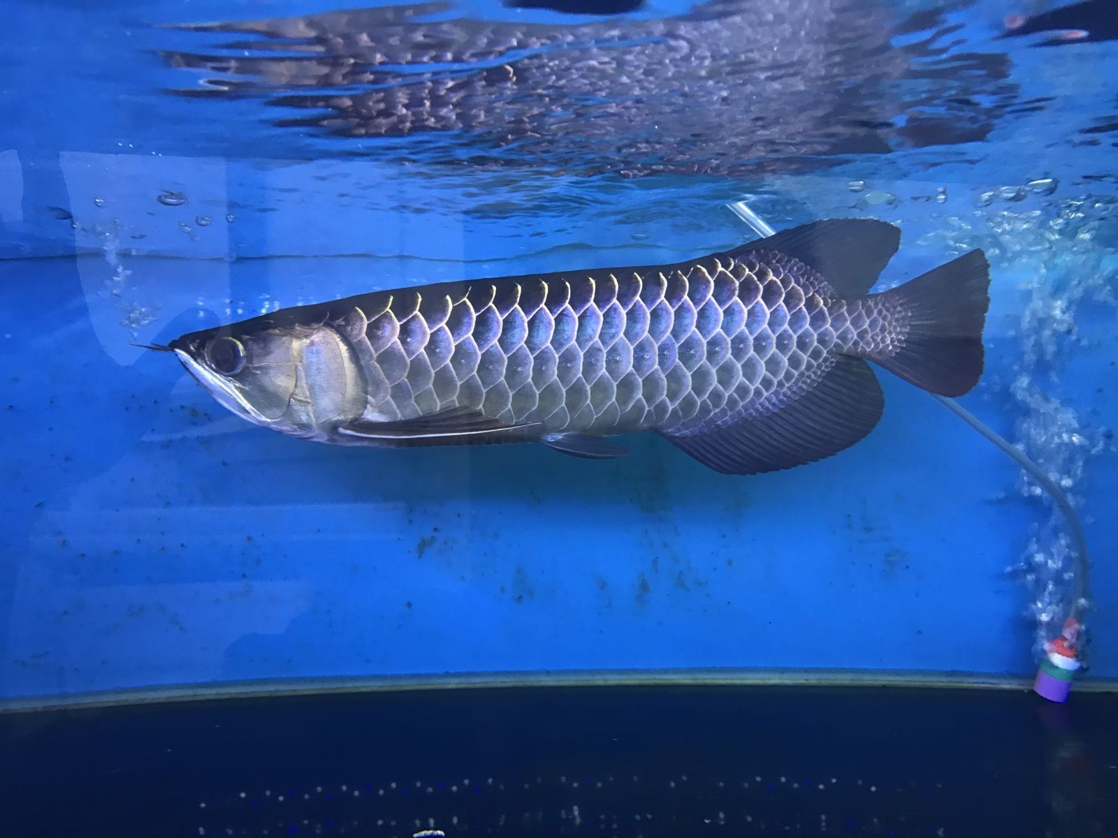 龍魚水溫多少度 貼吧：龍魚水溫調(diào)節(jié)技巧,不同季節(jié)龍魚換水溫差控制,龍魚品種與水溫關(guān)系 龍魚百科 第2張