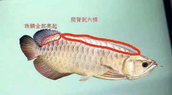 龍魚怎么叫過背：龍魚過背與健康的關(guān)系，龍魚過背的市場價格趨勢 龍魚百科 第5張