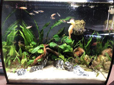 銀龍魚(yú)缸內(nèi)植物配置：銀龍魚(yú)缸內(nèi)植物布局設(shè)計(jì) 龍魚(yú)百科 第6張