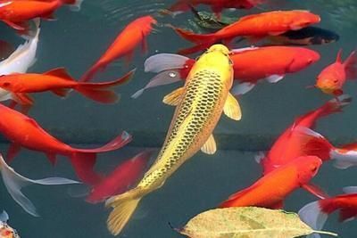 龍魚(yú)飼養(yǎng)方法大全vs祥龍魚(yú)場(chǎng)：“龍魚(yú)飼養(yǎng)方法大全”和“祥龍魚(yú)場(chǎng)”的對(duì)比分析