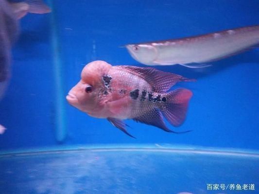 龍魚換水勤會怎么樣vs祥龍魚場：如何判斷龍魚健康狀態(tài) vs祥龍魚場 第1張