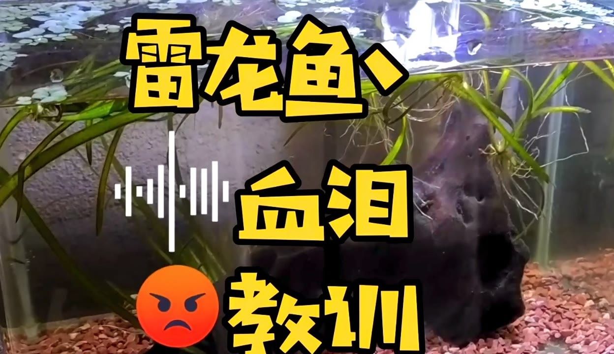 雷龍魚吃魚干嗎：雷龍魚專用飼料品牌推薦 龍魚百科 第4張