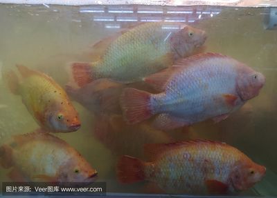 金龍魚最高價格有多少錢一條：金龍魚養(yǎng)殖成本分析