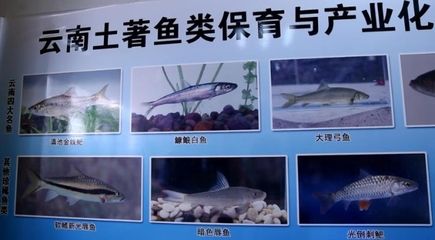 龍魚多長時間換水最合適：如何判斷我的龍魚缸是否需要換新水？