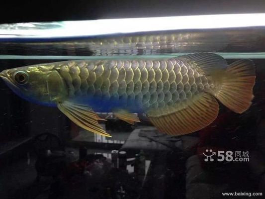 龍魚喂什么比較好vs祥龍魚場：祥龍魚場龍魚飼料推薦