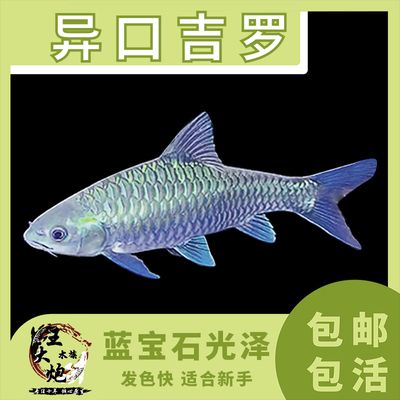 丁加奴吉羅魚：丁加奴吉羅魚的烹飪方法丁加奴吉羅魚的價格范圍 吉羅魚批發(fā) 第1張