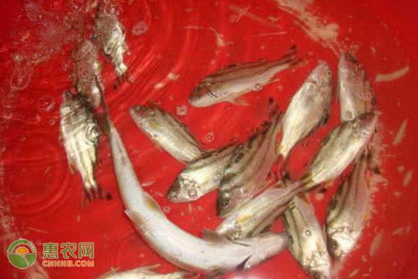 丁加奴吉羅魚：丁加奴吉羅魚的烹飪方法丁加奴吉羅魚的價格范圍 吉羅魚批發(fā) 第5張