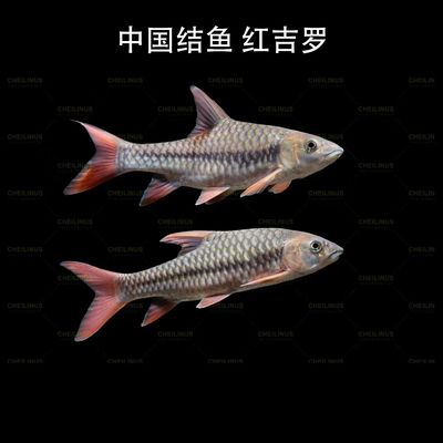 國(guó)結(jié)吉羅魚：國(guó)結(jié)吉羅魚的基本特征、生活習(xí)性、繁殖方式及人工養(yǎng)殖方法 吉羅魚批發(fā) 第2張