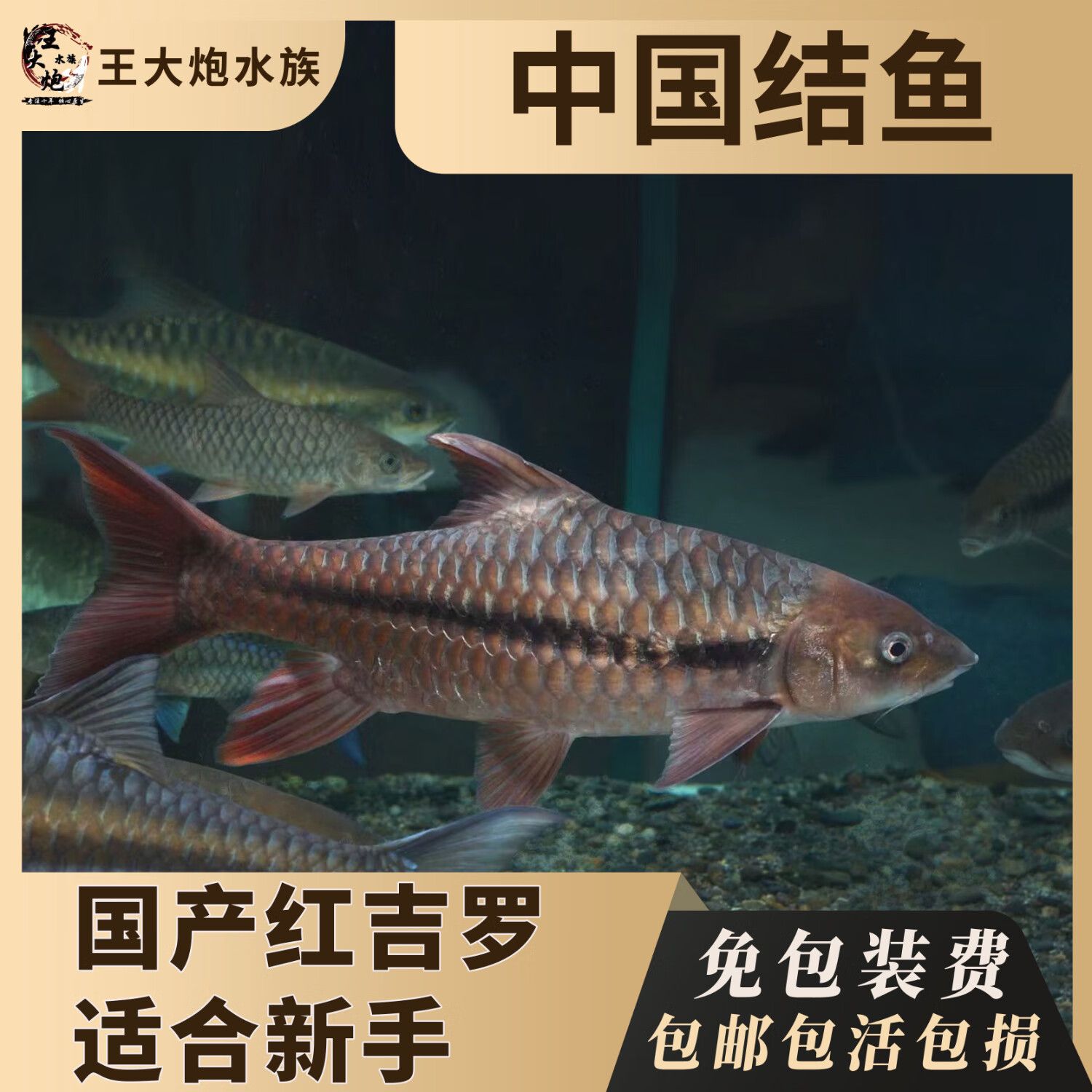 國(guó)結(jié)吉羅魚：國(guó)結(jié)吉羅魚的基本特征、生活習(xí)性、繁殖方式及人工養(yǎng)殖方法 吉羅魚批發(fā) 第3張