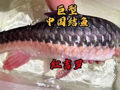 國(guó)結(jié)吉羅魚：國(guó)結(jié)吉羅魚的基本特征、生活習(xí)性、繁殖方式及人工養(yǎng)殖方法 吉羅魚批發(fā) 第4張