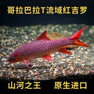 印度皇室藍(lán)吉羅魚：印度皇室藍(lán)吉羅魚的飼養(yǎng)技巧藍(lán)吉羅魚的繁殖方法